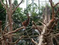 Tengok “Batu” dan “Berani”, Bayi Orangutan Sumatra yang Lahir di Taman Margawatwa Hagenbeck