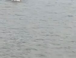 Kemarin Video Bocah SD dari OKI Ini Bikin Heboh Mengayuh Streoform Seberangi Sungai, Nah Biar Jelas Kades Ds. Kuala Sungai Dua Belas Buka Suara