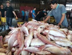 Wujudkan Ekonomi Biru,Era Baru Pengelolaan Perikanan Tangkap, Begini Aturan Mainnya