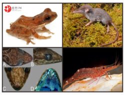 Badan Riset Temukan 88 Spesies Baru, Mayoritas Berada Di Sulawesi