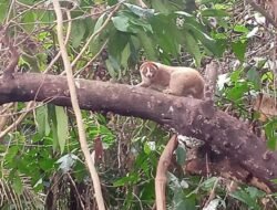 Lestarikan Satwa, Empat Kukang Bangka Dilepasliarkan