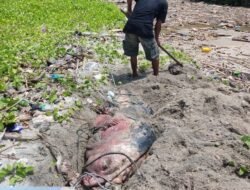 Paus Terdampar Mati Langsung di Kubur