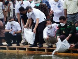 KKP- FAO Tebar Puluhan Ribu Ikan Tangkapan di Sungai Sangolan Kampar