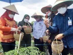 Ada Panen Cabai Merah Mitra Binaan UPTB Science Techno Park Balitbangda Sumsel