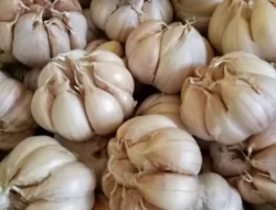Jangan Anggap Sepele, Bawang Putih Bukan Hanya Sekedar Bumbu Tapi Bermanfaat Bagi Kesehatan, Ini Dia Manfaatnya