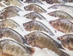Terkena Asam Urat, Ini Jenis Ikan Yang Aman Dikonsumsi