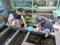 Ancaman Hama Penyakit, KKP Pantau Pembudidaya Ikan Cilacap