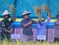 Panen Raya Padi  & Tanam IP 200 Sawah Pasang Surut di Lalan