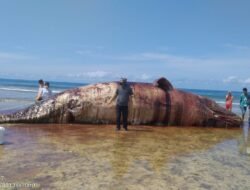 Paus Terdampar, Satgas Kuburkan Dengan Cara Ritual