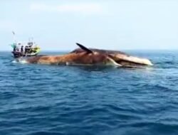 Bangkai Paus Ukuran 15 Meter Terdampar, KKP Evakuasi Dan Menenggelamkan