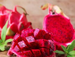 Gunakan Lampu, Ini Cara Kembangbiakkan Buah Naga