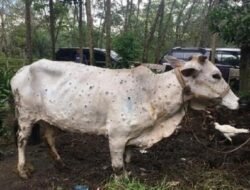 Perlu Lakukan Lock Down, Cegah Penularan PMK Hewan