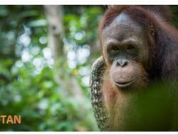 Rangkaian Peringatan Hari Lingkungan Hidup Sedunia, Lima Orang Utan Dilepasliarkan