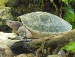 Mari Jaga Bersama, Menyelamatkan Si Jidat Merah dari Kepunahan