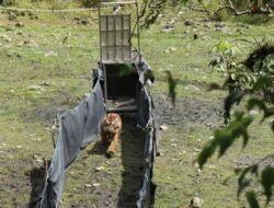 Sempat Ditangkap, Harimau Sumatera Dilepasliarkan