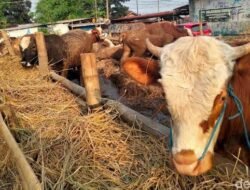 Hindari Hewan Kurban Terkena PMK, Menag Terbitkan SE