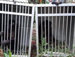 Lepasliar beruk mentawai