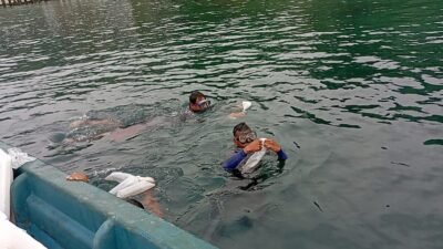 Lepasliarkan 115.860  benih bening lobster