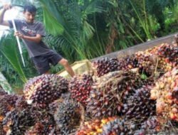 Industri Sawit Kian Menjanjikan