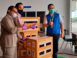 Sepuluh Satwa Dilindungi Asal Papua Barat Dipulangkan