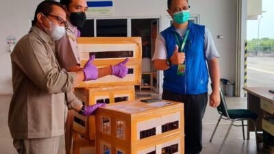 Sepuluh Satwa Dilindungi Asal Papua Barat Dipulangkan