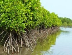 Siap Bantu, Anggota G20 Tertarik Terhadap Pengelolaan Hutan Mangrove Indonesia