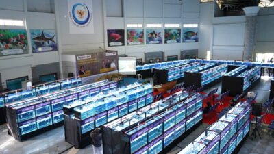 Jangan Ragu Pelihara Ikan Hias, Komoditas  Ikan Tersebut Semakin Laku di Pasar Dunia