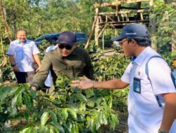 Agar Tetap Melegenda, PTPN V-PTPN XII Kembali Kembangkan Kopi Jawa