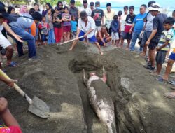 KKP & Masyarakat Gotong Royong Kuburkan Dugong Ditemukan Dalam Kondisi Mati