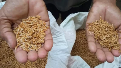 Kembangkan Teknologi Biostimulan Berbasis Bakteri Halotolerant, Ini Manfaatnya Menurut BRIN