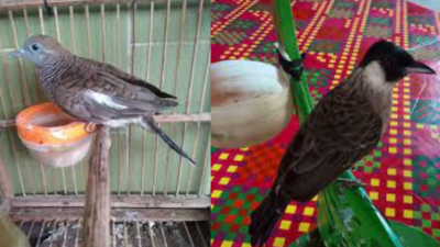 Kisah Kutilang & Perkutut di KampungKU,Berkicau & hidup saling berdampingan