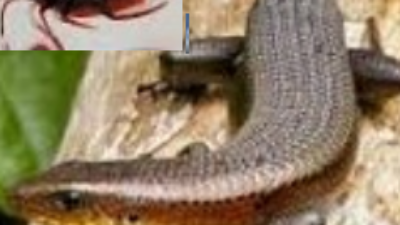 Dibalik cerita kadal & kecoa cari makan bersama