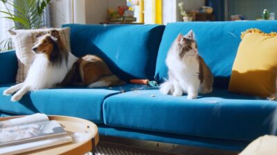 Hari dalam Hidupku: Barry si Kucing dan Peralatan Rumah Tangga Samsung
