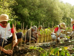 DUTATRANS Group Tanam 1.000 Mangrove Rhizophora di Pantai Mangunharjo, Semarang