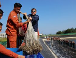 Mantap, Taruna & Taruni KKP Sukses Kembangkan Budidaya Udang, Bahkan 2,3 ton Hasil Panen Langsung di Serap Pasar