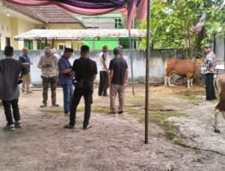 PWI Sumsel Potong Hewan Kurban Sapi Idul Adha 1446 H, Bantuan Gubernur dan Kapolda Sumsel