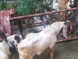 Idul Adha Usai, Semangat Berbagi Tetap Hidup: Daging Kurban Jadi Berkah untuk Sesama