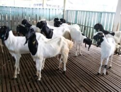 “Satu Kambing, Cukupkah untuk Satu Keluarga? Ini Jawaban Ahlinya”