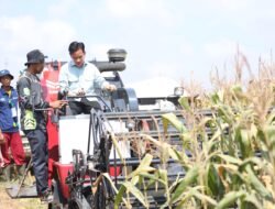 Kenaikan Produksi Beras dan Gabah Sumsel Tertinggi dari 5 Besar Provinsi Produsen Beras Nasional