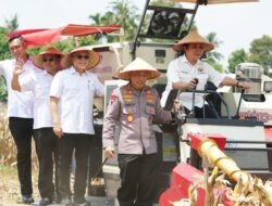 Tuan Rumah Panen Raya Jagung Serentak Kuartal III,  OKU Timur Tunjukkan Sumsel Siap Jadi Lumbung Pangan Nasional