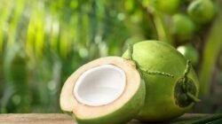 Kaya Nutrisi dan Serbaguna, Buah Kelapa Jadi Primadona untuk Kesehatan Kelapa bukan sekadar pelengkap sajian tradisional atau bahan dasar santan.