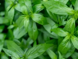 Sambiloto: Tanaman Herbal Multifungsi yang Semakin Populer