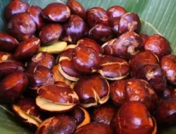 Walaupun Bau, Ternyata Jengkol Dapat Cegah Berbagai Penyakit, Apa Saja Ya ?