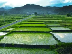 Presiden Minta Perbanyak Lumbung Pangan,  Indonesia Harus Jadi Negara Mandiri Pangan
