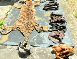 Tersangka Kasus Penjualan Kulit Harimau Aceh Terancam Penjara 5 Tahun & Denda 100 Juta Rupiah