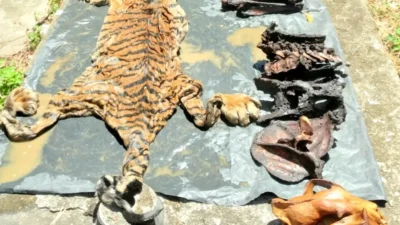 Tersangka Kasus Penjualan Kulit Harimau Aceh Terancam Penjara 5 Tahun & Denda 100 Juta Rupiah