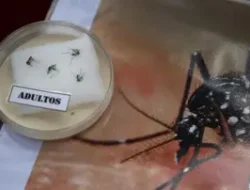 Waspada Akan Peralihan Musim, Covid Masih Berlangsung, DBD Menyerang