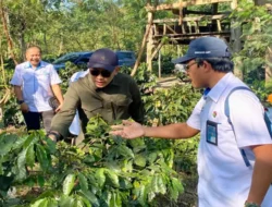 Agar Tetap Melegenda, PTPN V-PTPN XII Kembali Kembangkan Kopi Jawa