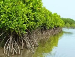 Siap Bantu, Anggota G20 Tertarik Terhadap Pengelolaan Hutan Mangrove Indonesia