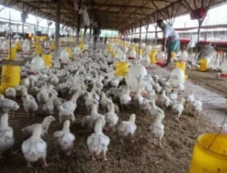 Tingkatkan Produksi dan Ekspor Peternakan, Kementan Optimalkan Investasi dan KUR